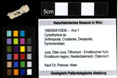 Foto (Objekt + Etiketten) von Cyclothyreus sp. 